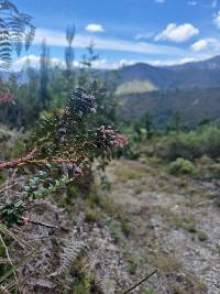 Vaccinium floribundum image