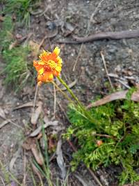 Dorobaea pimpinellifolia image