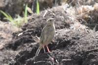 Anthus bogotensis image