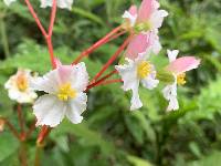 Begonia acerifolia image