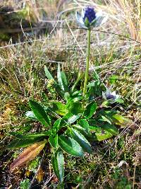 Eryngium humile image