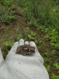 Rhinella horribilis image