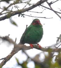 Chlorornis riefferii image