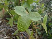 Passiflora cumbalensis image