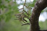 Racinaea multiflora image