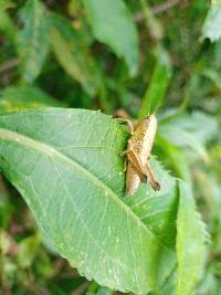 Quitus podocarpus image