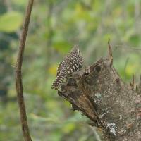 Campylorhynchus fasciatus image