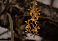 Encyclia aspera image