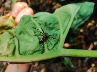 Peucetia rubrolineata image