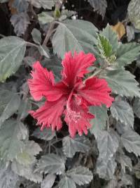 Hibiscus archeri image