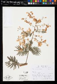 Mimosa nothacacia image