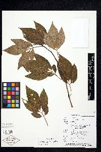 Solanum savanillense image